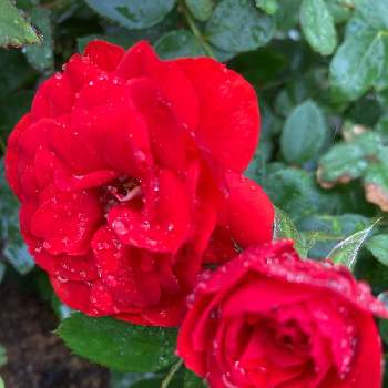 「戦争のない、平和な世界に」の画像 by タマイケルさん | 広い庭とミニバラと感謝 感謝 ❤とあっ火曜日と花曜日とユーミンに包まれたならと毎日ローズショーとユーミンつながりとユーミンつながりの皆さんに感謝と真っ赤な火曜日と㊗️ユーミンデビュー50周年と「戦争のない、平和な世界に」とチーム愛知とANNIVERSARY♪とばら 薔薇 バラとユーミンデビューの日