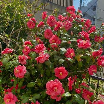 Kays_gardenの画像 by Kay_Tama-gsk さん | 小さな庭と紅乙女とカラフルとピンクの花とピンク色と鮮やか と春の名残とKays_gardenと満開