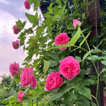 バラはいいなぁの画像 by モナミさん | 車庫と私の癒し♡とラレーヌビクトリア♪とわたしの楽しみとバラはいいなぁと薔薇愛同盟とおうち時間と毎日ローズショーとわれら17年組とバラのある暮らしと可愛いとバラが好きとバラ　ラレーヌビクトリア
