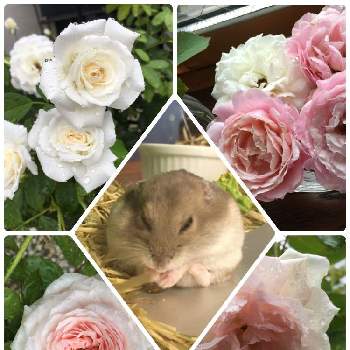 白バラの画像 by あきこさん | 小さな庭とばら バラ 薔薇とお花大好き♡と毎日ローズショーと白薔薇.と薔薇 ファビュラス！とお家園芸と美しいと綺麗と花いろいろと可愛いと純白マニアとお花と薔薇♪と白バラとファビュラス✨