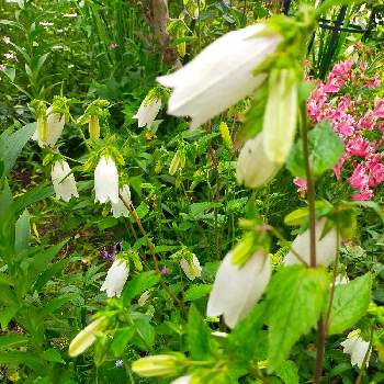 手作りの庭の画像 by 律さん | 小さな庭とお花大好き♡と*ホタルブクロ*と手作りの庭と今日のお花と花のある暮らしと白い花♡