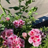 ゴデチアの育て方 種まき時期はいつ 花言葉に込められた意味とは Greensnap グリーンスナップ ゴデチアの育て方 種まき時期はいつ 花言葉に込められた意味とは Greensnap グリーンスナップ