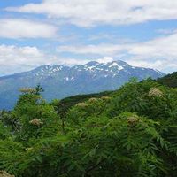 ナナカマド,白山,自然の中で,ハイキング・登山,ミラーレスで撮影の画像