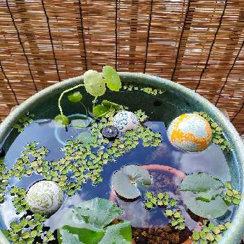 睡蓮の画像 by Shiniさん | バルコニー/ベランダとウォーターマッシュルームと睡蓮とサンショウモと睡蓮鉢とやってみよう✨