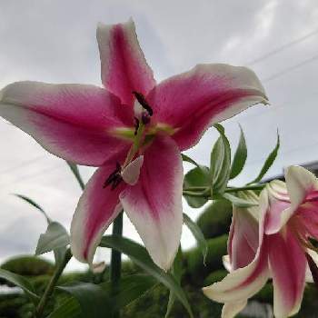 百合の花の画像 by レオナさん | 小さな庭とオリエンタルユリの花と植物のある暮らしと台風前の…と百合の花とユリ　ゆり