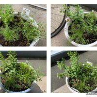 ジャーマンカモミール,オレガノ,チャービル,クリーピングタイム,寄せ植えの画像