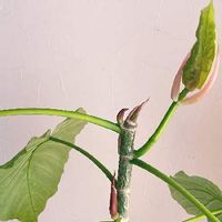 フィカス　ウンベラータ,観葉植物,剪定,お部屋のグリーン,癒しの画像