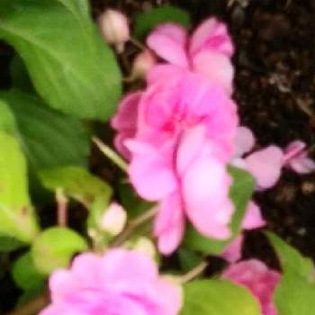 八重咲きインパチェンスの画像 by 妖精さん | お出かけ先と八重咲きインパチェンスとお散歩♪とお気に入り♡と優しげなお花と花のある暮らしと素敵と可愛い♡
