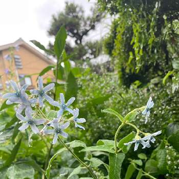 青い花とその葉を写そう！2022の画像 by TAKAさん | 小さな庭とブルースターとオキシペタラム ブルースターとT'sお花と青い花とその葉を写そう！2022とチーム岐阜と青い小さな花マニアとチームブルーNo.62と花のある暮らしとチーム・ブルーと青い花が好きと青い花と雫マニア