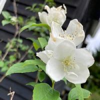 バイカウツギ 梅花空木 の育て方 植え付けの時期や水やりの頻度は Greensnap グリーンスナップ