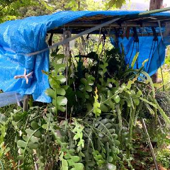 台風対策の画像 by 8787さん | 小さな庭と観葉植物と植物のある暮らしと植中毒と台風対策とフィッシュボーン カクタス＊