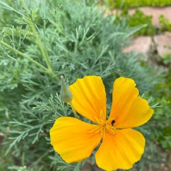 カルフォルニアポピーの投稿画像一覧 Greensnap グリーンスナップ カルフォルニアポピーの投稿画像一覧 Greensnap グリーンスナップ