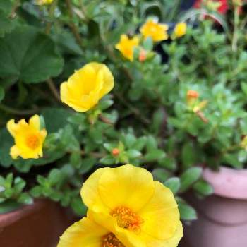 ポーチュラカ,プランター,黄色の花,長く咲く,夏のお庭の画像