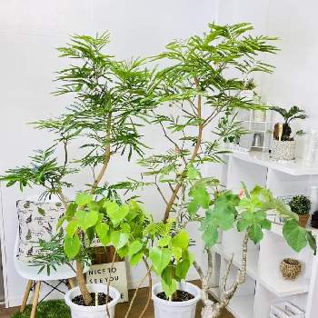 エバーフレッシュ,インドボダイジュ,ヤトロファ(サンゴアブラキリ),観葉植物を楽しむ,レア植物の画像