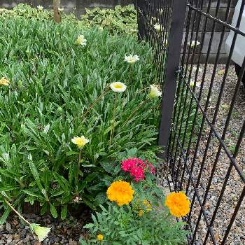 マリーゴールド,ペンタス,宿根 ガザニア,小さな花壇,小さな庭の画像