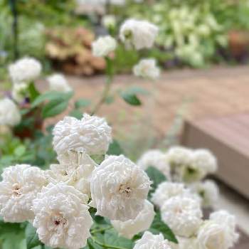 くつろぎの庭の画像 by yossyさん | フンショウロウ （粉粧楼）とバラとバラ初心者と好きな眺めとくつろぎの庭と粉粧楼♡とバラ始めましたと花のある庭と白い花