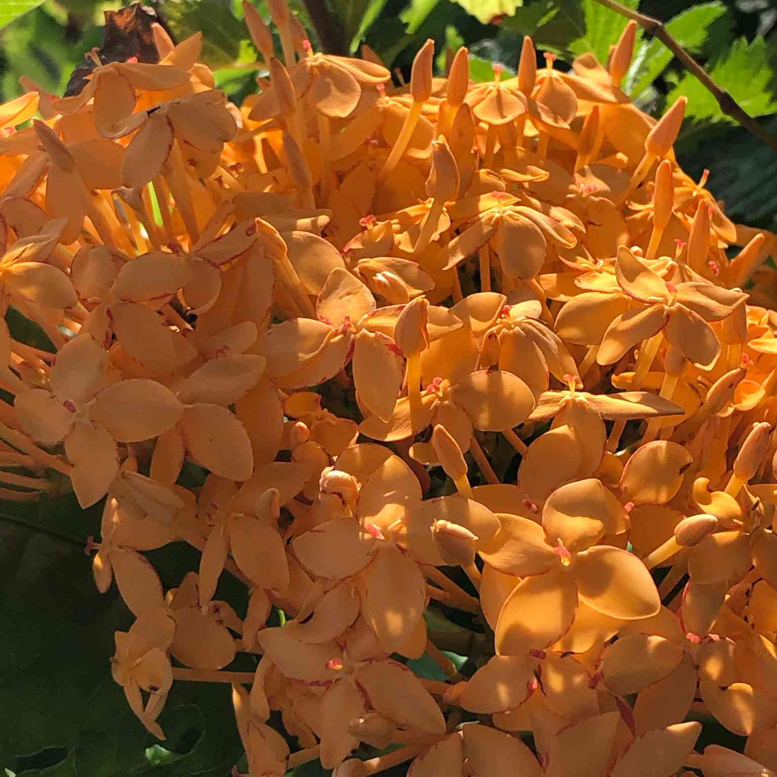 サンダンカ 三段花の一覧｜🍀GreenSnap（グリーンスナップ）