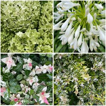 シルバープリペット,アナベル,アガパンサス　白花,ハツユキカズラ,可愛い花の画像