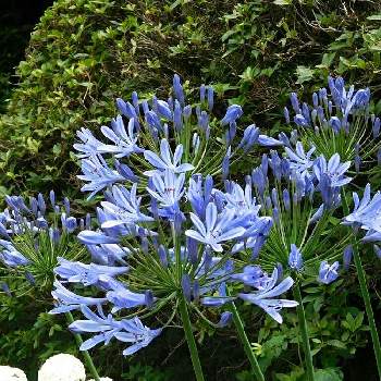 青色の花の画像 by toto.kamaさん | お出かけ先とアガパンサスと青色の花