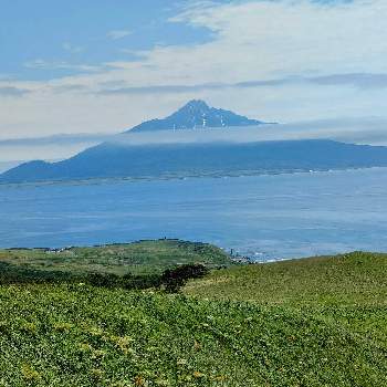 礼文島の画像 by mayumiさん | お出かけ先と可憐な花と高山植物♪と礼文島と礼文島から見る利尻富士