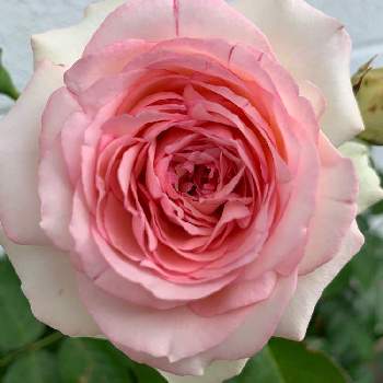 バラ　ピエール・ドゥ・ロンサール,ばら バラ 薔薇,マイガーデン,ナチュラルガーデン,庭いじりの画像