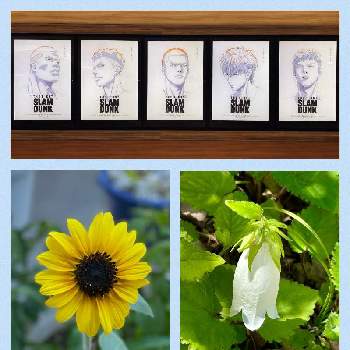 白の花の画像 by mimimiさん | 小さな庭とホタルブクロとミニひまわりといつもありがとう♡と5日はごっつご機嫌とおうち園芸とGSミニモニ。とカワイイ♡と今日のお花とGSに感謝。といつも心に太陽をと黄色の花と白の花とごっつご機嫌