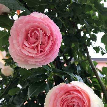 バラのアーチの画像 by magumiさん | 小さな庭とバラのアーチと花好きさんと繋がりたいとバラ・ピエールドゥロンサールとピンク❤︎ピンクとGS映えとつるバラと今日の一枚と可愛いと花のある暮らしとかわいいと北海道とコロンコロンとお花好き