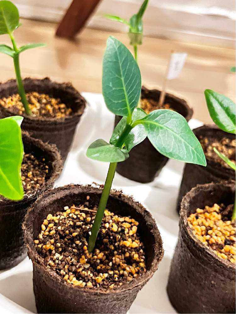 タネから育てるプルメリア🌺｜🍀GreenSnap（グリーンスナップ）