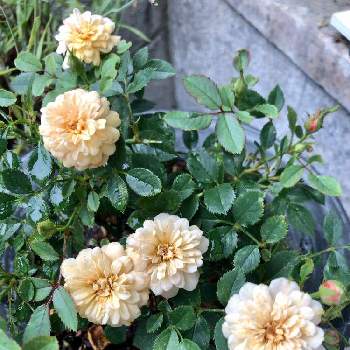 2020年4月同期の画像 by Yumimiさん | 小さな庭とミニバラ・モカとYumimiの花壇♡と園芸女子と聖子ちゃんの歌をもう一度♡∗︎*ﾟとおうち園芸と咲いてますよ。と꒰ღ˘◡˘ற꒱かわゅ~と花のある暮らしと2020年4月同期と花が好きと可愛いね♡
