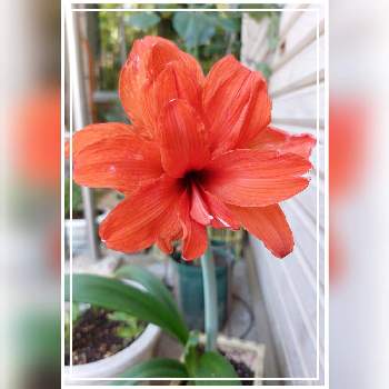 八重咲きアマリリスの投稿画像一覧 Greensnap グリーンスナップ