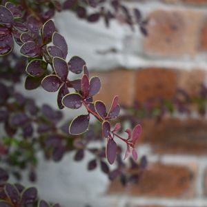 かわいい,花壇,カラーリーフ,庭の花,植中毒の画像