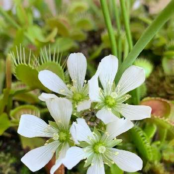食虫植物 ハエトリソウの投稿画像一覧 Greensnap グリーンスナップ