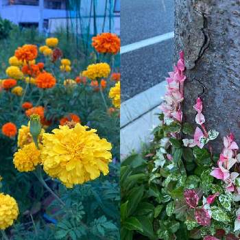 地植え大好きの画像 by ジャクリーヌデュプレさん | お出かけ先と散歩道にてと頑張れ！と地植え大好きと可愛いお花と元気もらえると素敵な出会い♡