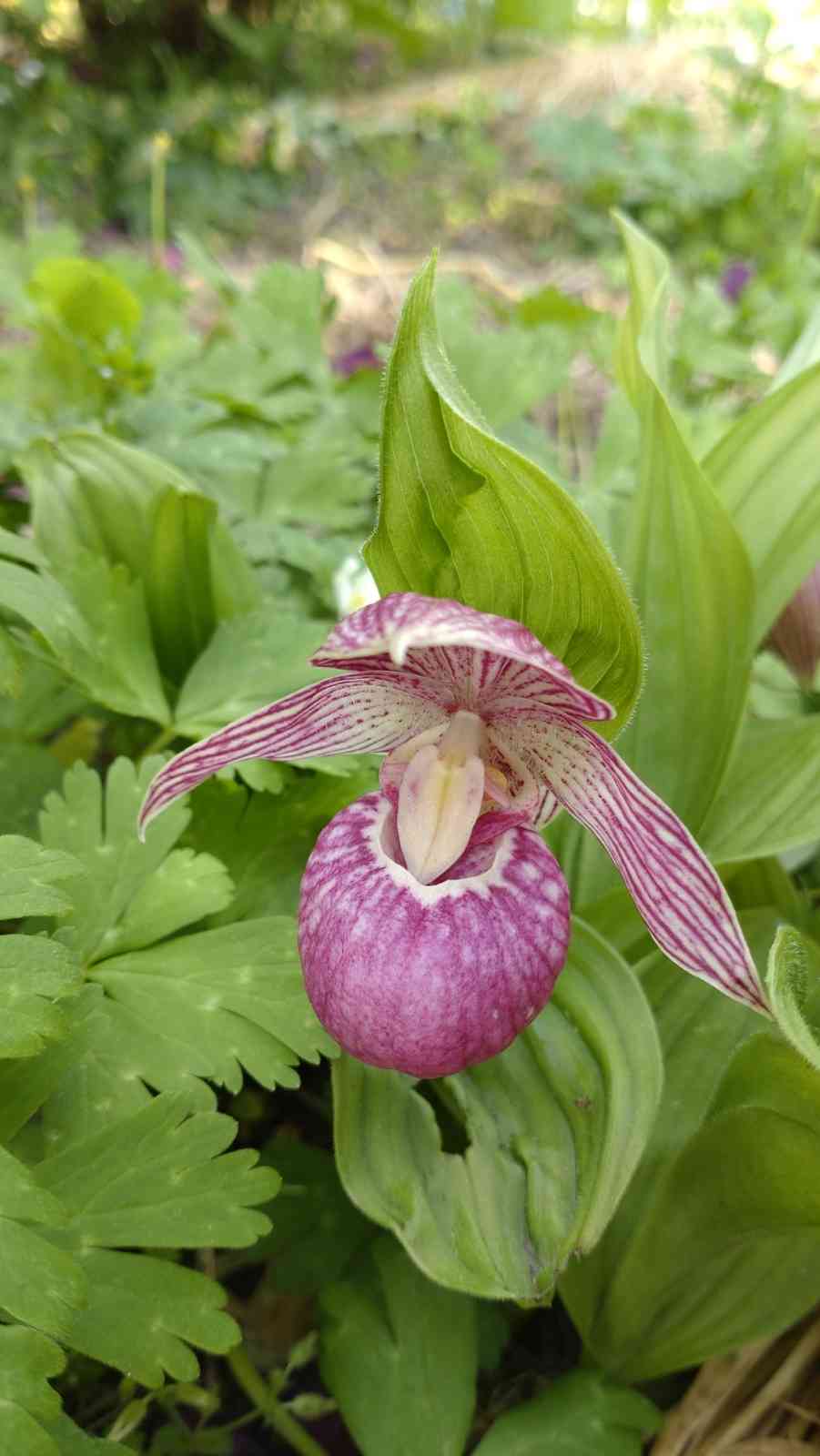 アツモリソウ｜🍀GreenSnap（グリーンスナップ）