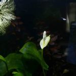 アヌビアスナナの花の一覧 Greensnap グリーンスナップ