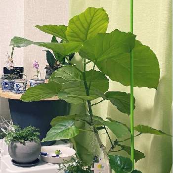 観葉植物を楽しむ,観葉植物,急成長,フィカス属, ウンベラータの画像