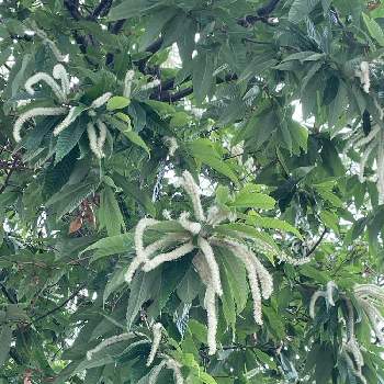 栗の花の投稿画像一覧 Greensnap グリーンスナップ