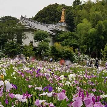 ショウブ,花菖蒲,本土寺,季節を楽しむ,癒しの画像