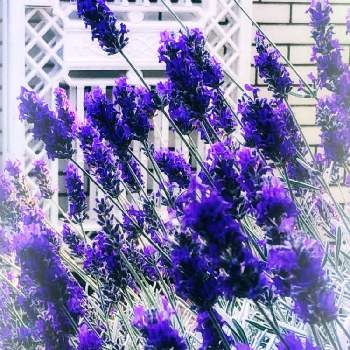 お花が大好きの画像 by  ココナツ(*ˊ˘ˋ*)｡✩:*°さん | ラベンダーとお花が大好きと心には太陽を　いつも優しい気持ちで…とありがとう❤◡̈*と暑い夏と紫色の花と散歩道と心穏やかに♡