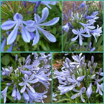 アガパンサスの花の画像 by シェリーさん | アガパンサスと元気いっぱいとブルー系と水色とキラキラ✨とアガパンサスの花と アガパンサスと元気もらえるとアガパンサス❇︎といつも心に太陽をと水曜日は水色と元気いっぱい♡とアガパンサス♪と爽やかな朝と爽やかな色
