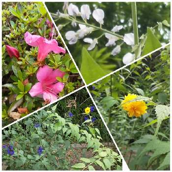 白藤の画像 by ニャンピーさん | 広い庭と白藤とセージとヤマブキとサツキと季節外れと和風の庭と緑の庭