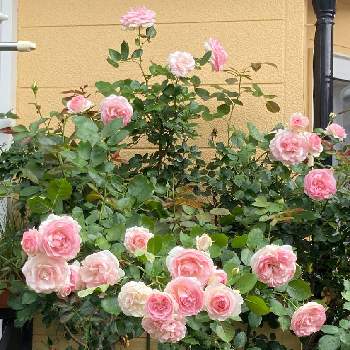 バラ　ピエール・ドゥ・ロンサールの画像 by おしずさん | 小さな庭とバラ　ピエール・ドゥ・ロンサールとお家で園芸とピンクのお花とお花大好き✨と美しい✨✨と花のある暮らしとバラを楽しむ
