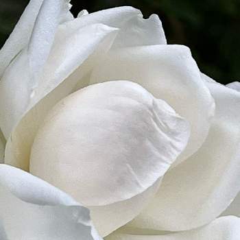 白い恋人達の画像 by tumuの桃さん | お出かけ先と薔薇　新雪と素敵なツル薔薇と白い恋人達と純白の薔薇とばら新雪とGSに感謝。と美しいと純白と白い水曜日♡と平和を願う☆と白い花と❤️癒されてと薔薇・新雪♪