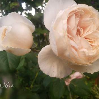 miyabin's rose 2022の画像 by miyabinさん | miyabin's rose 2022と雪国とばら バラ 薔薇とバラはいいなぁとネコ好きとGS映えと植中毒とmiyabin's garden 2022と花のある暮らしとバラ・ミニバラ