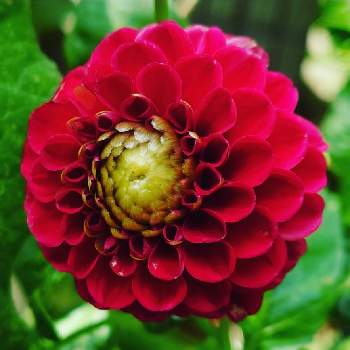 Red Dalia様専用 Www Shipsctc Org