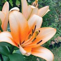 宿根草の庭,耐寒性宿根草,オレンジ色の花,ナチュラルガーデン,オリエンタルリリー「オレンジエンペラー」の画像