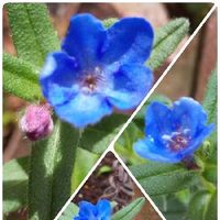 ミヤマホタルカズラ　リソドラスター,青いお花,冬越しの花,ガーデニング,花のある暮らしの画像