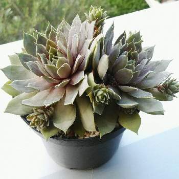 センペルビウム ブルーボーイの一覧 Greensnap グリーンスナップ センペルビウム ブルーボーイの一覧 Greensnap グリーンスナップ