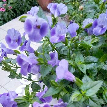 青色の花の画像 by miuさん | 小さな庭と花のある暮らしときれいな色と青色の花とおうち園芸