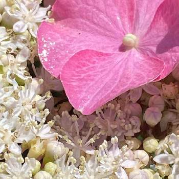 チーム新潟の画像 by ♡喜依(kiyori)♡さん | kiyori My gardenとガクアジサイと素敵　綺麗　可愛いと花に恋する私☆〜（ゝ。∂）とiPhone11撮影とウクライナ応援しています。とチーム新潟